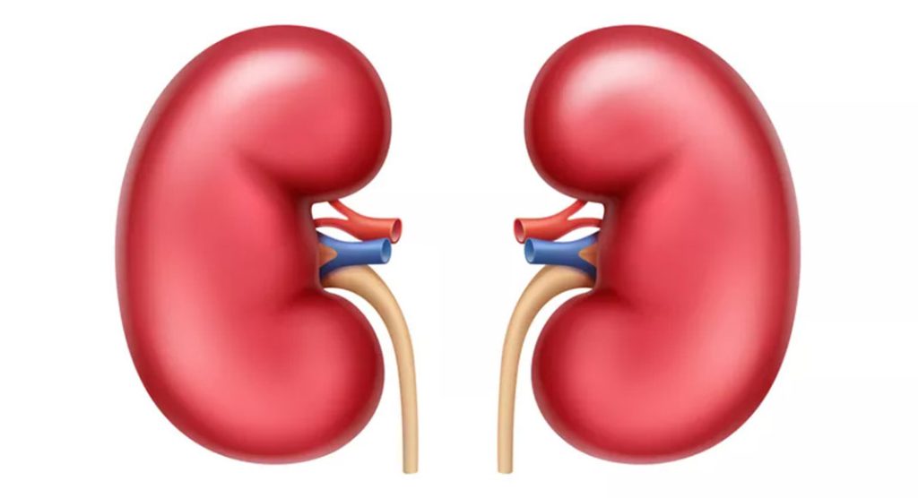 نقش کلیه در بدن